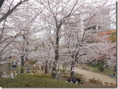 隅田公園桜②