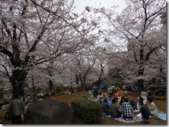 隅田公園桜④