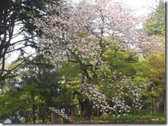 里見公園桜