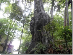 谷保天城山しらかし