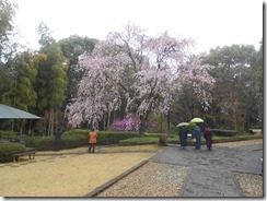 戸定邸枝垂桜